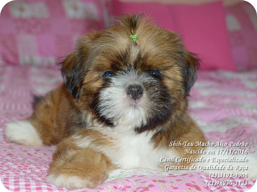 venda de cachorro da raça shih tzu